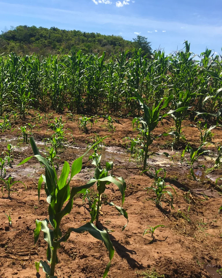 plantacao-milho-retrato